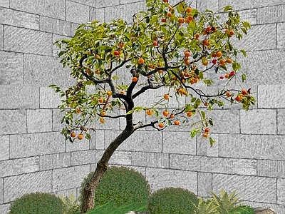 新中式景观乔木 2D柿子树