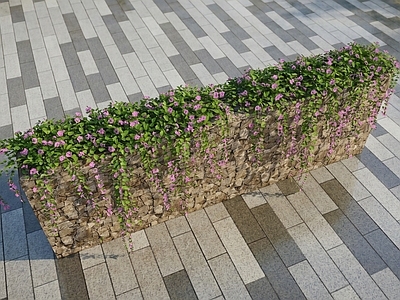 现代花朵  藤蔓   牵牛花