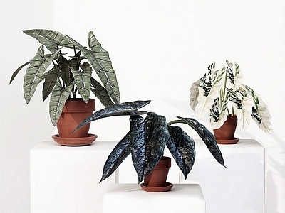 现代简约盆栽 板盾海芋  海妖海芋  辛波海芋 热带植物盆栽 盆栽