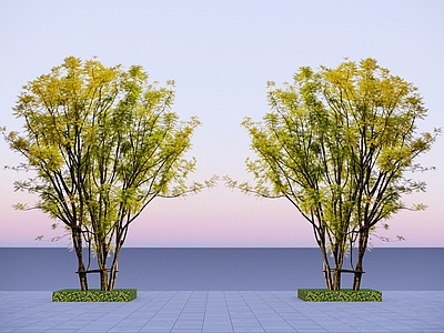 极简主义乔木 2D丛生蓝花楹 丛生乔木 丛生景观树 丛生蓝花楹 拼栽乔木
