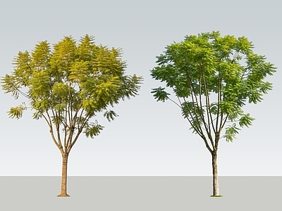 现代主义乔木 2D蓝花楹 蓝花楹 行道树 景观乔木 景观树
