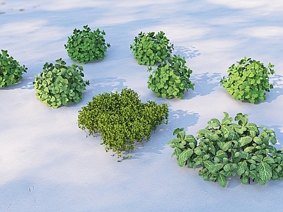 植物组合 香草植物 薄荷 地被 灌木 花镜