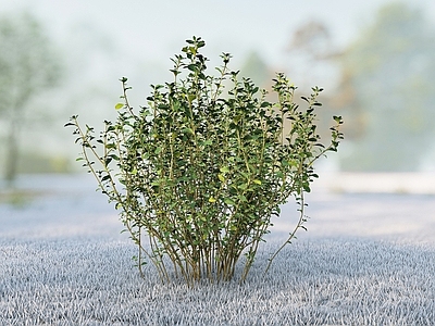 极简灌木 草丛草堆g 灌木