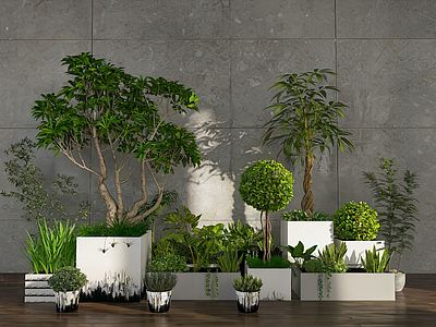 植物组合