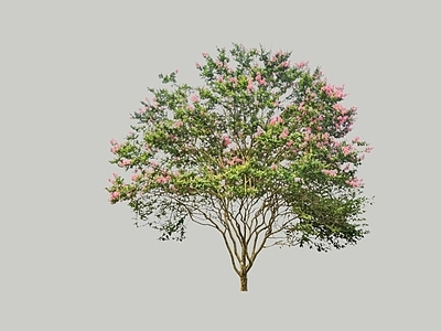现代主义乔木 2D紫薇 全冠紫薇 丛生紫薇 精品紫薇 开花乔木