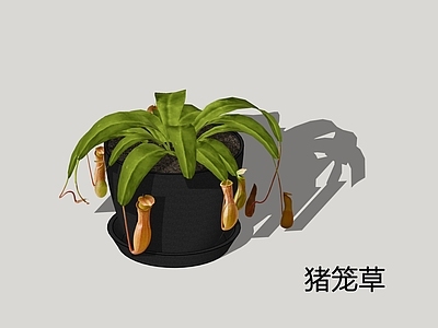 现代简约盆栽 猪笼草 猪仔笼 公仔瓶 奇异猪笼草