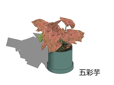 现代简约盆栽 五彩芋 花叶芋 彩叶芋 七彩莲