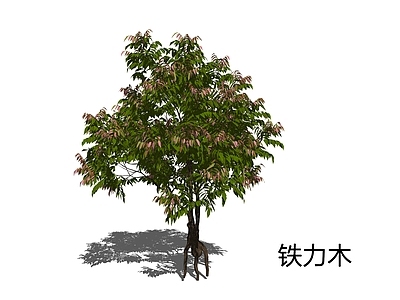 新中式景观乔木 铁力木 铁棱