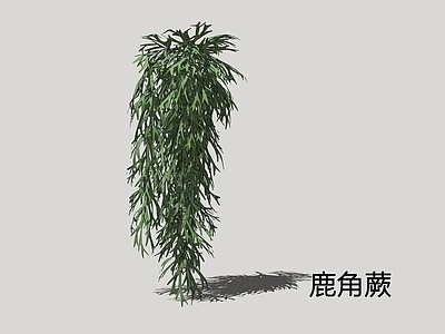 自然主义垂直绿化 鹿角蕨