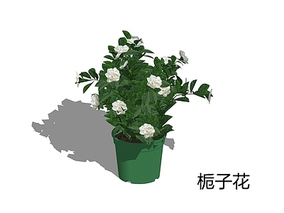 现代简约盆栽 栀子花 栀子