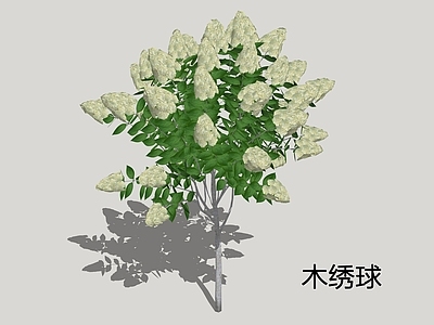 新中式景观灌木 木绣球 绣球荚蒾
