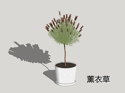 极简盆栽 薰衣草