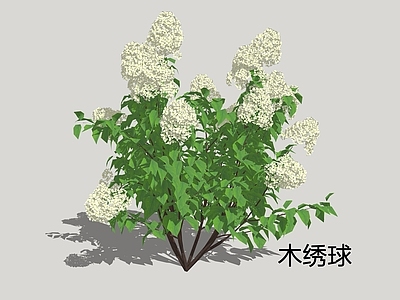 新中式景观灌木 木绣球