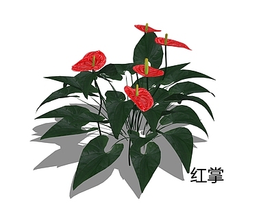 现代简约花草 红掌 花烛