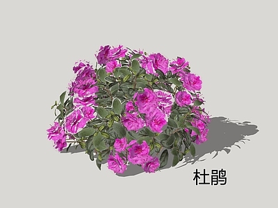 新中式景观灌木