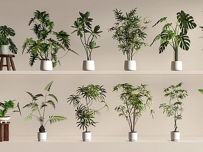 现代简约盆栽 绿植盆栽 植物盆栽 盆栽组合 盆栽绿植 室内盆栽