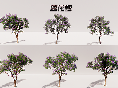 现代主义景观乔木 蓝花楹乔木 紫色乔木 小区点景树