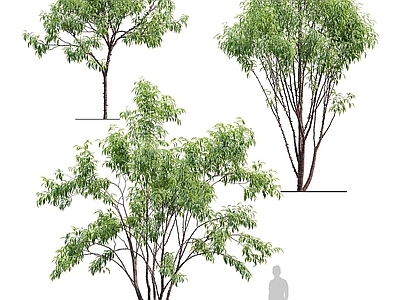新中式景观乔木