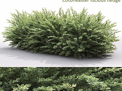 现代主义景观草本植物