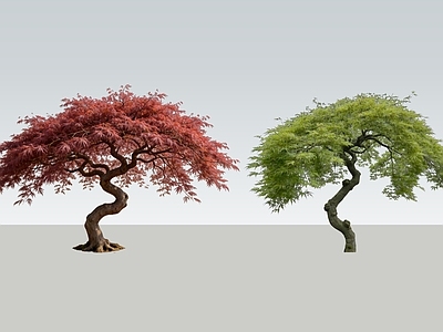 新中式景观乔木 2D弯杆羽毛枫 造型羽毛枫 枫树 造型枫树 造型鸡爪槭