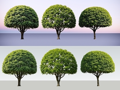 极简主义乔木 2D精品桂花树 整形桂花树 多分支桂花树 行道树 整形乔木