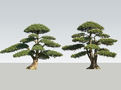 新中式景观乔木 2D精品罗汉松 造型罗汉松 罗汉松 造型松树 造型树