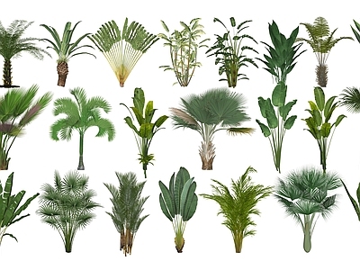 热带植物景观植物 热带植物 热带中层植物 热带小乔木