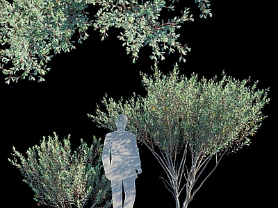 现代主义景观灌木 桉树