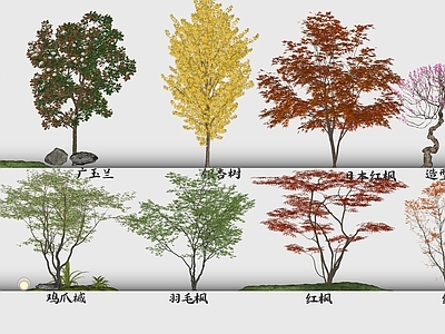 新中式景观乔木 常用景观植物 娜塔栎 羽毛枫 广玉兰 腊梅