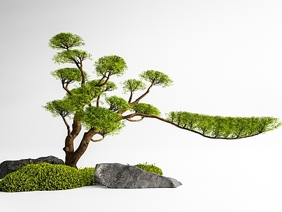 新中式景观庭院小品 松树景观树 庭院乔木 松树盆景 迎客松 苔藓石头