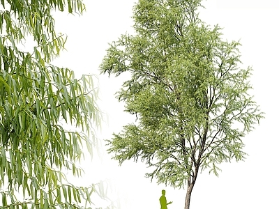 现代主义景观乔木 柳树