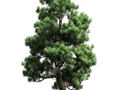 新中式景观树 松树景观树
