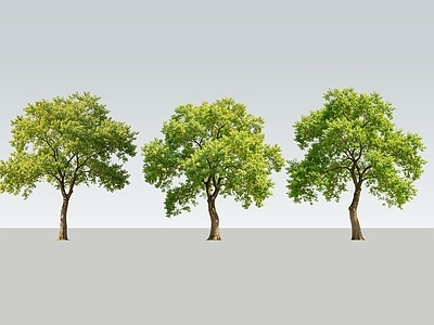 极简景观乔木 2D乌桕树 乌桕树 香樟树 行道树 景观树