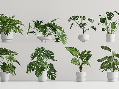 现代简约盆景 绿植盆栽 植物盆栽 桌面盆栽 龟背竹 小盆栽
