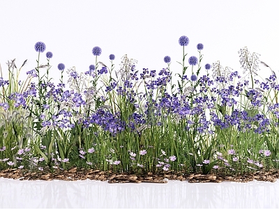 自然风花境 紫系自然野趣花境 鸢尾鼠尾草芒草 冷色调花卉花镜  雏菊薰衣草观赏草 庭院花园植物景观