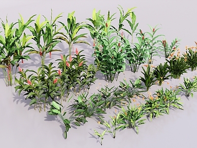 热带植物景观植物组合 热带姜科植物组合 棕榈蕨类蕉类植物 灌木花草植物组合 尾蕉旅人蕉 肾蕨花叶良姜