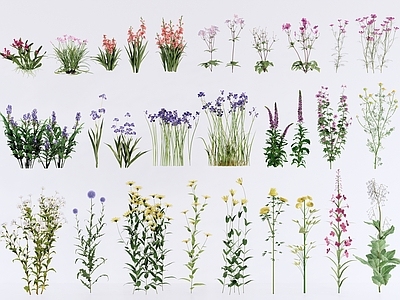 自然主义花草 自然野趣花境植物 鸢尾菊花山桃草类 鼠尾草薰衣草 银叶植物丝兰类 花草花卉花镜