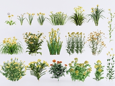 现代主义景观花草 黄色系花境花卉 金鸡菊万寿菊 水仙草本花茎 灌木花草组合景观 矮生株型植物