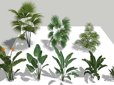热带植物景观植物组合 植物造景 热带植物 天堂鸟 棕竹类