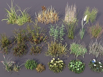 自然主义草本植物 杂草观赏草植被 穗状草类高秆草 细叶丛生草 花草花卉植物草堆 灌木花丛草丛