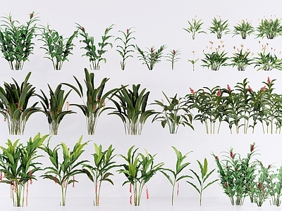 热带植物景观草本植物 热带姜科植物组合 棕榈蕨类蕉类植物 灌木花草植物组合 尾蕉旅人蕉 肾蕨花叶良姜