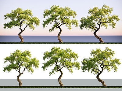 新中式景观乔木 2D精品乌桕树 斜飘乌桕树 景观乔木 景观树 弯杆乌桕树