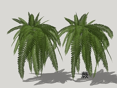 自然主义草本植物 蕨