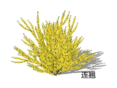 新中式景观灌木 连翘 毛连翘 垂枝连翘