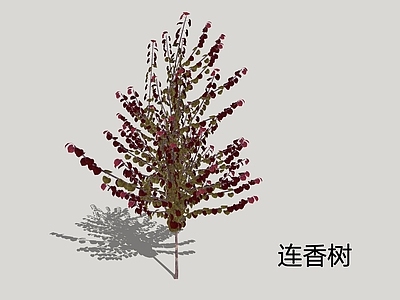 新中式景观乔木 连香树