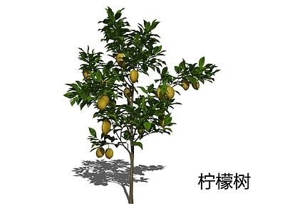 写实主义乔木 柠檬 西柠檬 洋柠檬