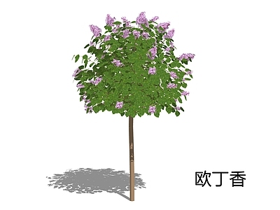 欧式景观乔木 欧丁香 欧洲丁香