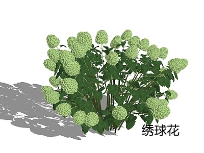 现代主义景观灌木 绣球花 八仙花 紫阳花
