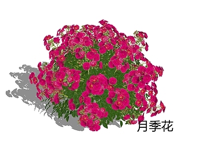 新中式景观灌木 月季花