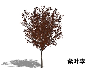 现代主义景观乔木 紫叶李